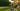 Privacy trees and flowering plants in a home garden