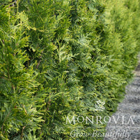 Thuja Green Giant