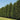 Leyland Cypress Tree