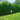 American Pillar Thuja