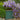 Amethyst Falls Wisteria