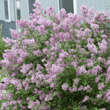 Bloomerang Lilac Bush