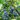 Bluecrop Blueberry