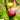 Chicago Hardy Fig Tree