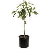 Cold Hardy Avocado Tree