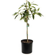 Cold Hardy Avocado Tree