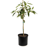 Cold Hardy Avocado Tree