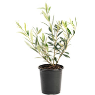 Arbequina Olive Tree