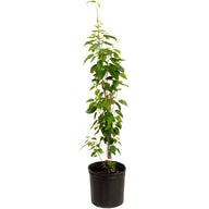 Everbearing Mulberry Tree