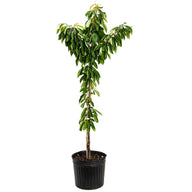 Bing Cherry Tree
