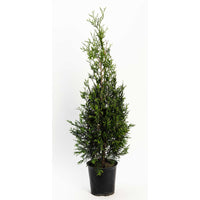 American Pillar Thuja