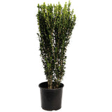 Sky Pencil Holly product image 6