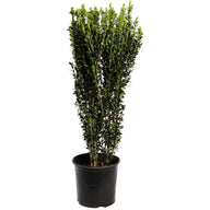 Sky Pencil Holly product image 6