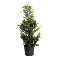 Leyland Cypress Tree