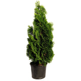 Emerald Green Arborvitae
