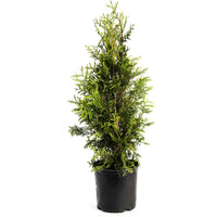 Thuja Green Giant