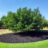 Elberta Peach Tree