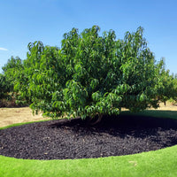 Elberta Peach Tree