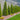 Emerald Green Arborvitae