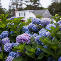 Endless Summer® Hydrangea