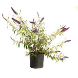 Black Knight Butterfly Bush