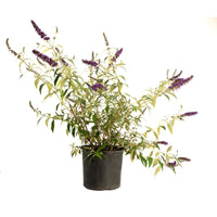 Black Knight Butterfly Bush