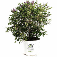 Bloomerang Lilac Bush