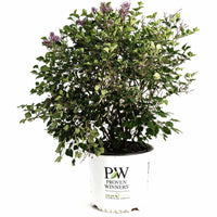 Bloomerang Lilac Bush