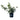 Prime-Ark® 45 Blackberry