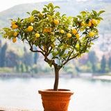 Improved Meyer Lemon Tree