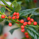 Nellie Stevens Holly