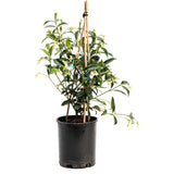 Star Jasmine