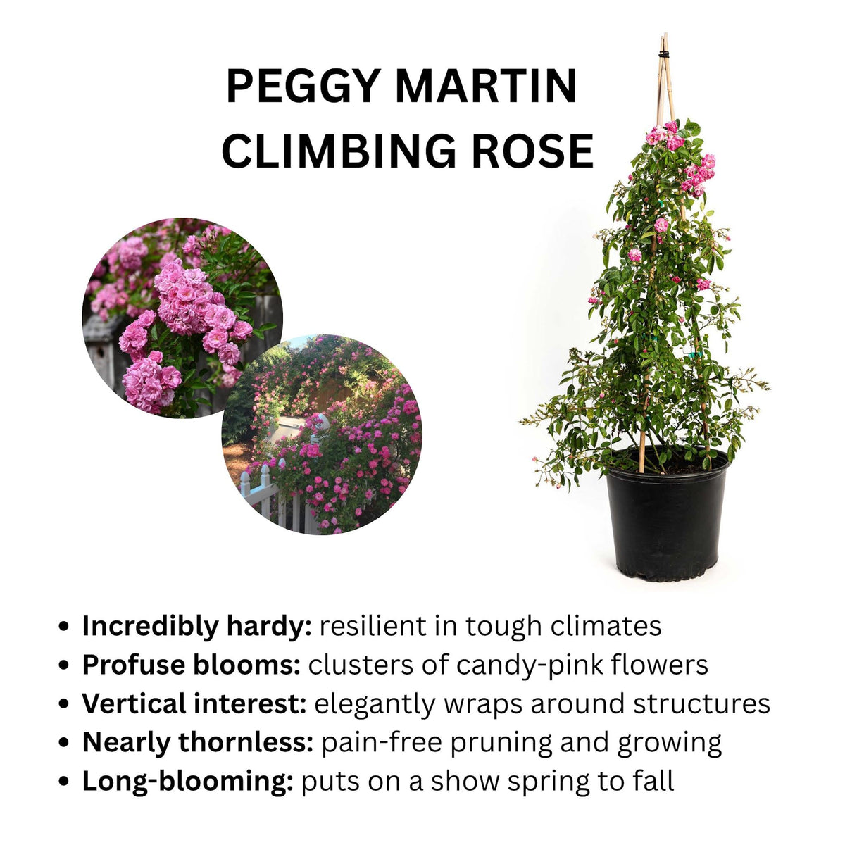 Peggy Martin Climbing Rose