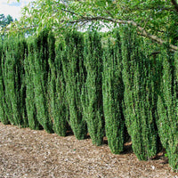 Sky Pencil holly with a naturally narrow upright outline