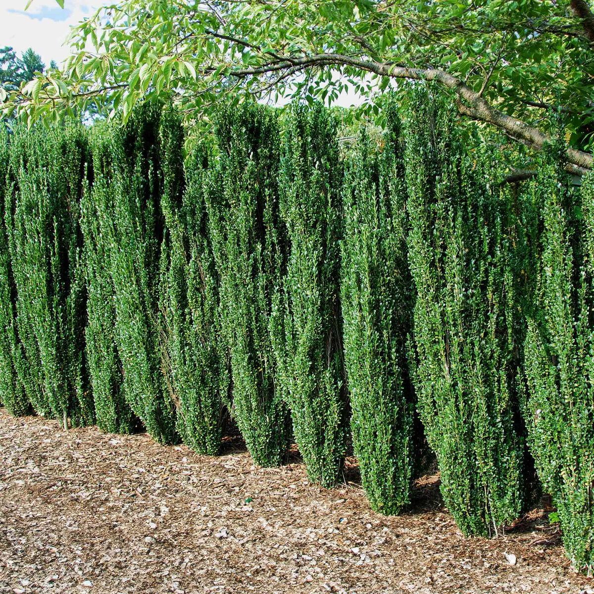 Sky Pencil holly with a naturally narrow upright outline