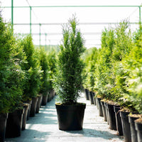 Thuja Green Giant