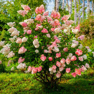 Vanilla Strawberry hydrangea with white and pink cone-shaped flower clusters