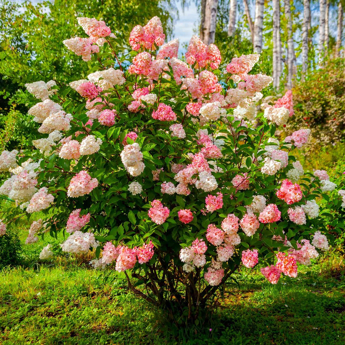 Vanilla Strawberry hydrangea with white and pink cone-shaped flower clusters