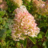 Close-up of aging pink Vanilla Strawberry hydrangea blooms