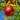 Wonderful Pomegranate Tree