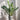 ZZ Plant