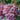 Reliance Pink Seedless Grape