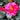 Shishi Gashira Camellia