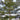 Black Olive Tree