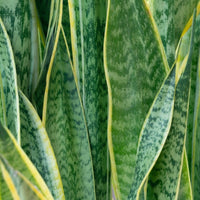 Laurentii Snake Plant