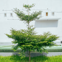 Black Olive Tree