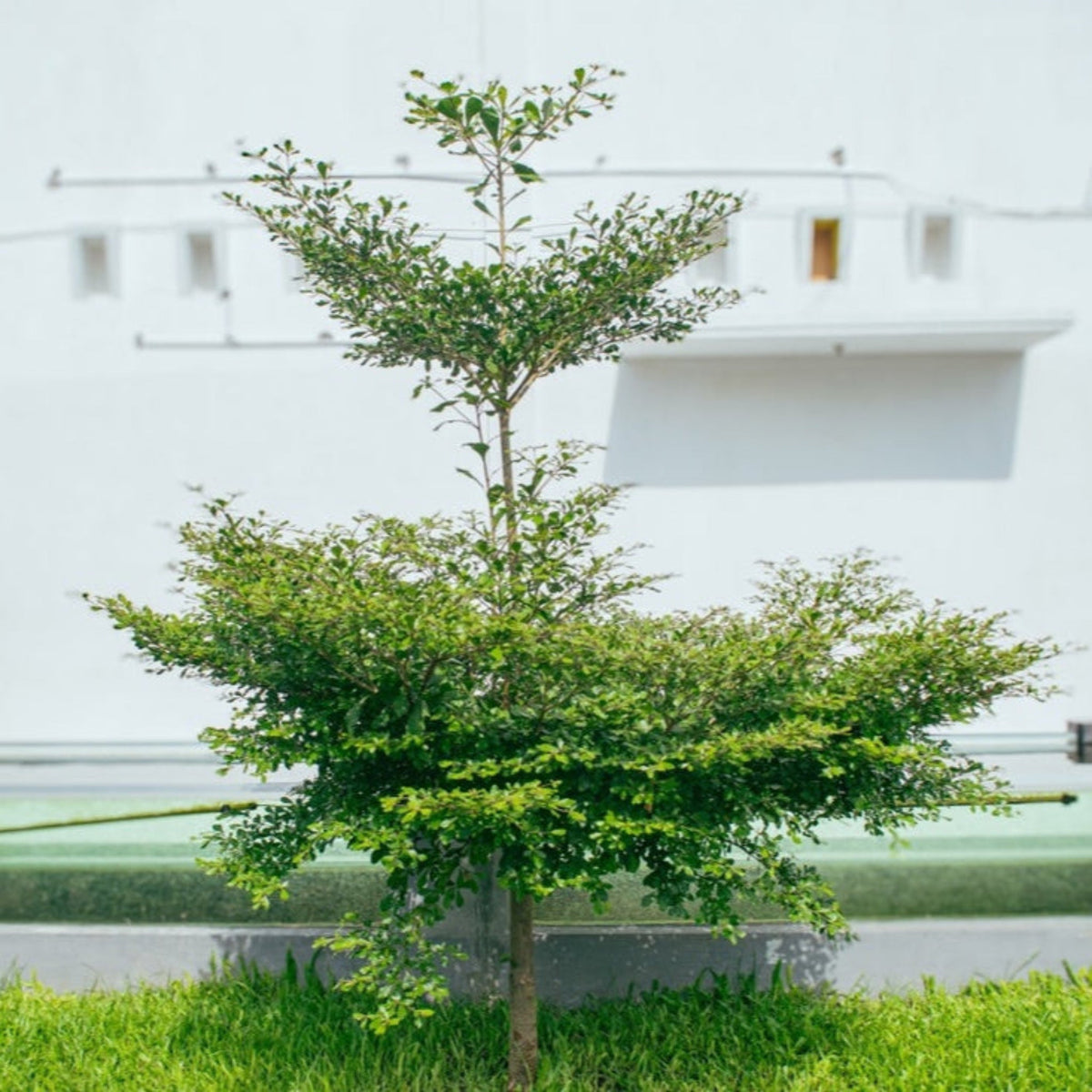 Black Olive Tree