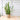 Laurentii Snake Plant