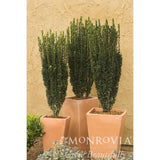 Glossy small green leaves on Ilex crenata Sky Pencil