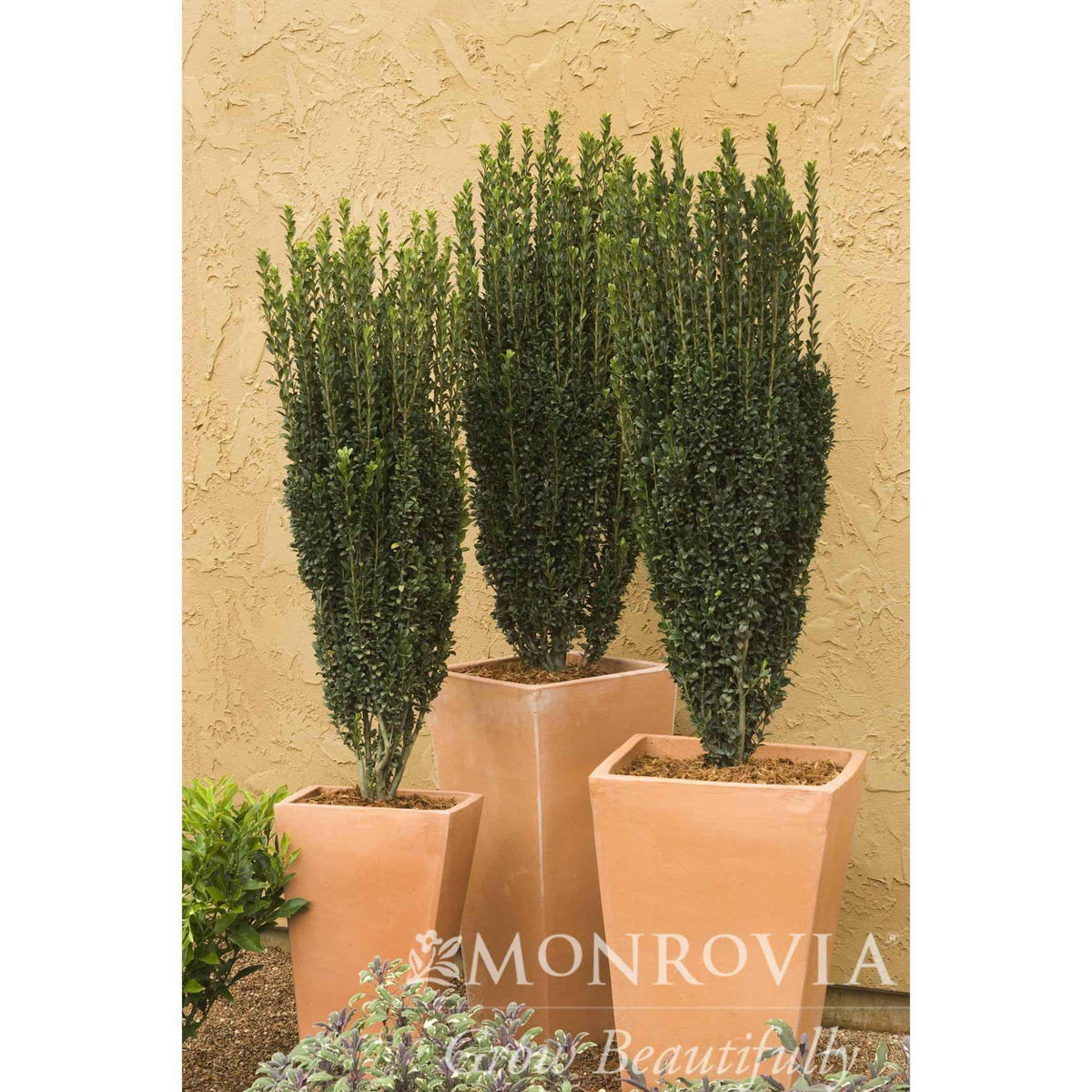 Glossy small green leaves on Ilex crenata Sky Pencil